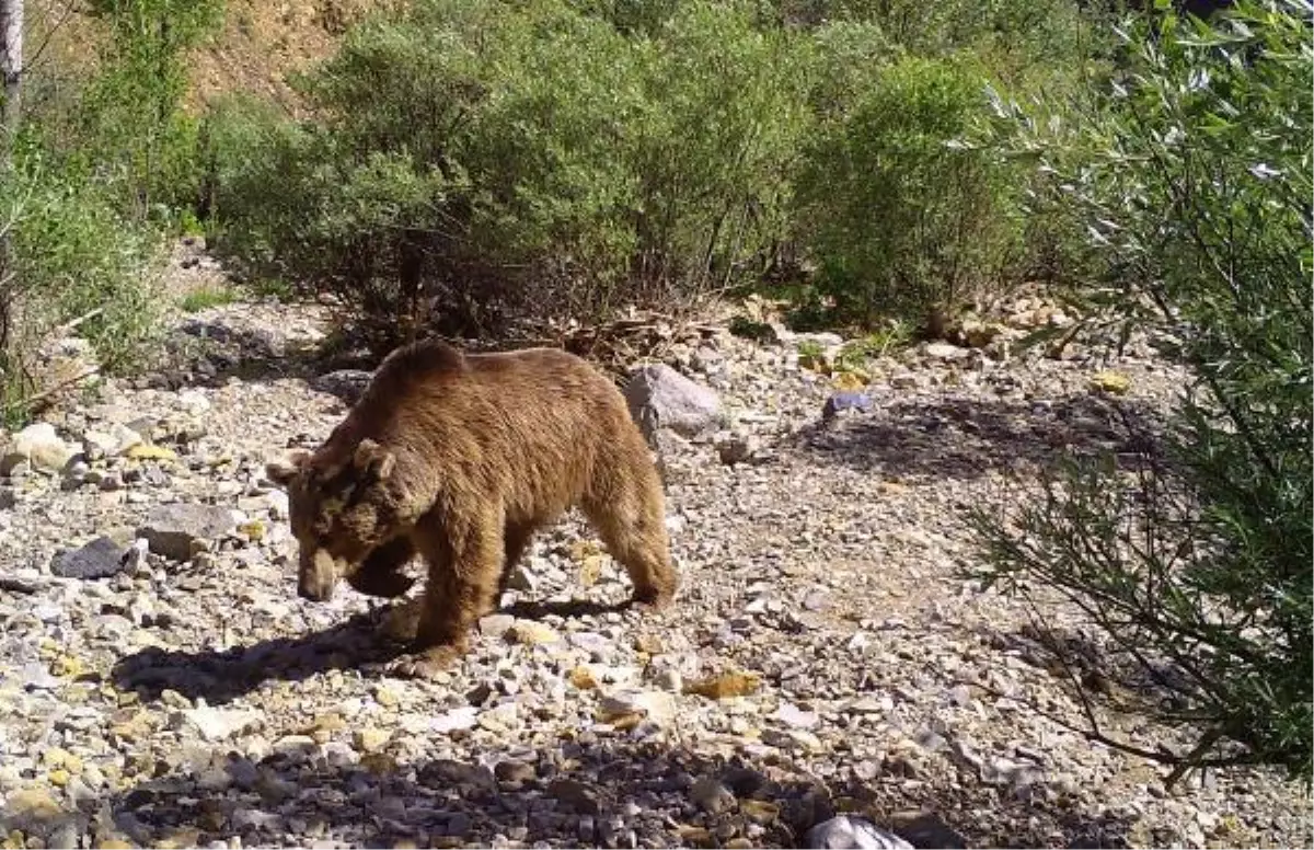 BİNGÖL'DE YABAN HAYVANLARI FOTOKAPANDA