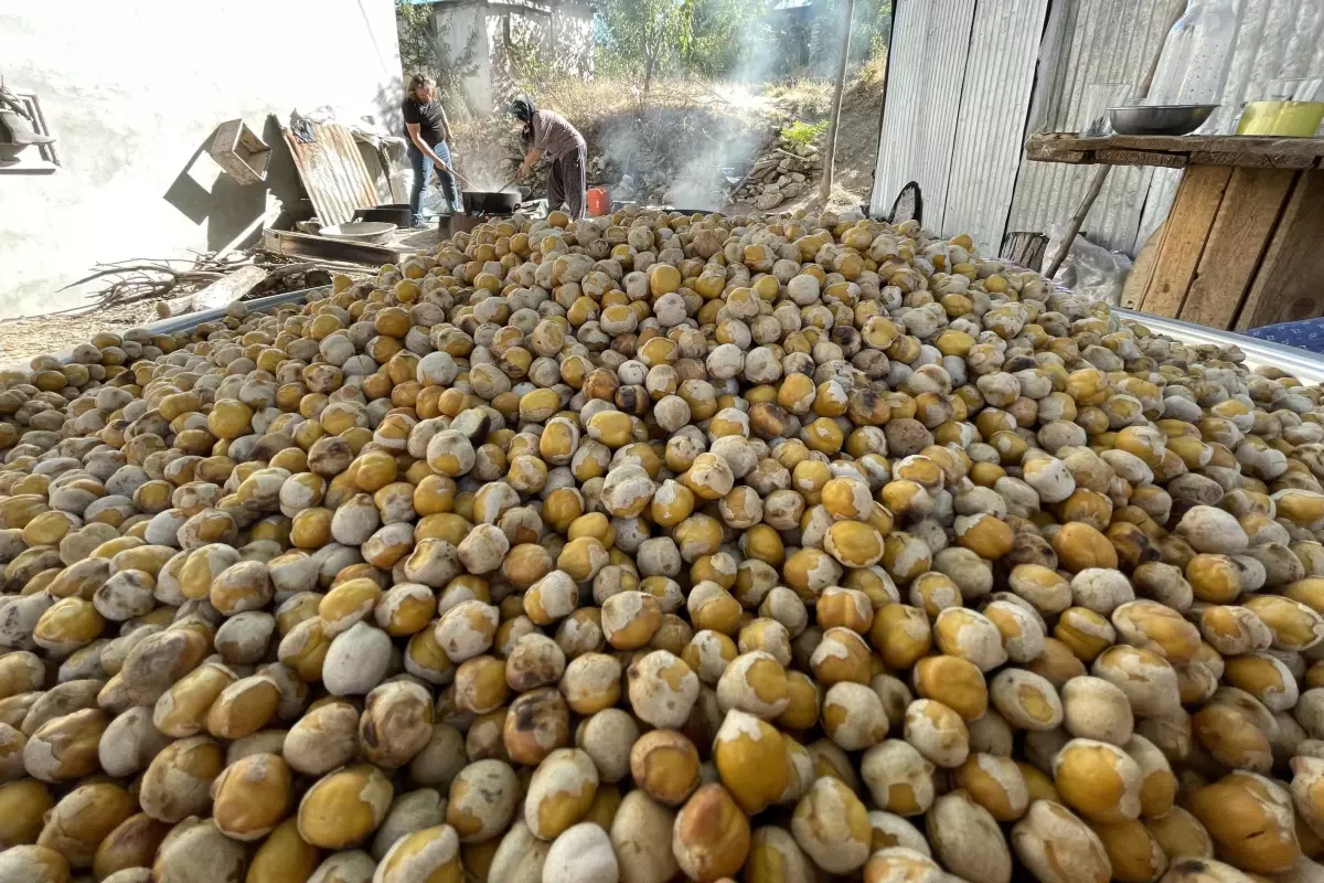 Elazığ'ın tescilli lezzeti Ağın leblebisine talep artıyor
