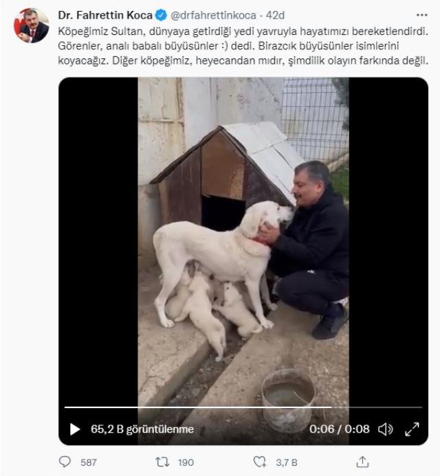 Bakan Koca'dan içleri ısıtan paylaşım! Köpeği Sultan ve yavrularının görüntüsünü yayınladı