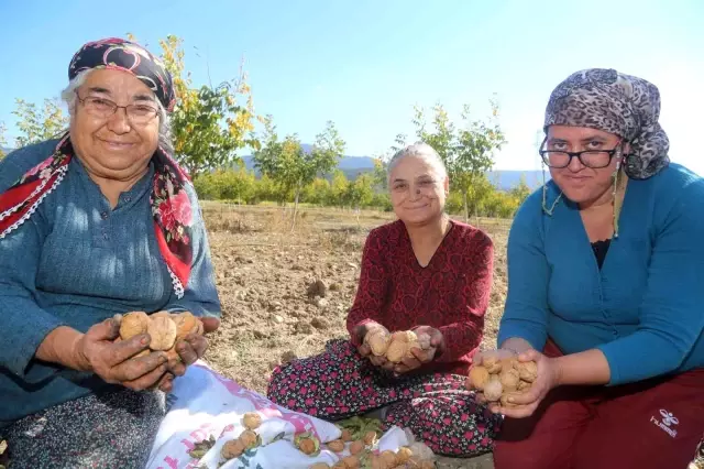 Çameli cevizinde 3 bin ton rekolte bekleniyor