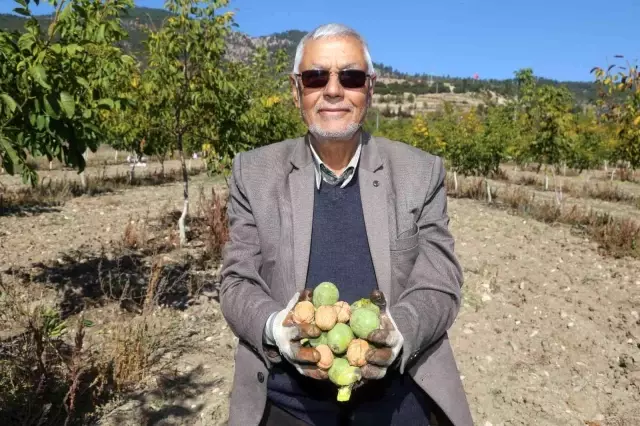 Çameli cevizinde 3 bin ton rekolte bekleniyor