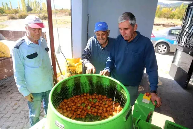 Çameli cevizinde 3 bin ton rekolte bekleniyor