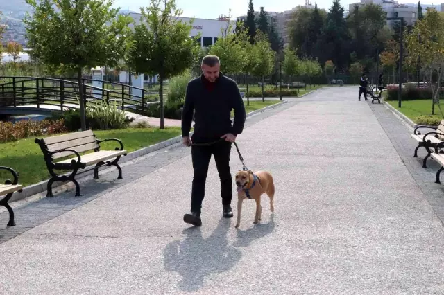 İşte pitbull gerçeği: Asıl sorun 'sahibinde'