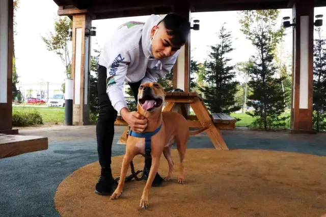İşte pitbull gerçeği: Asıl sorun 'sahibinde'
