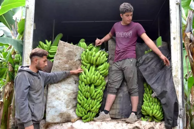 Kuaförlük kazancıyla yaptırdığı muz serasından yıllık 250 ton ürün bekliyor