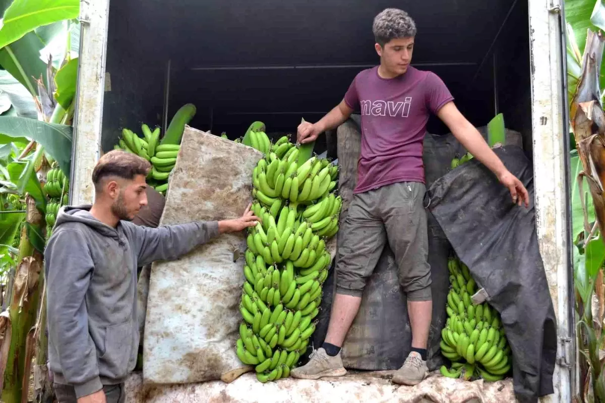 Son dakika haber | Kuaförlük kazancıyla yaptırdığı muz serasından yıllık 250 ton ürün bekliyor