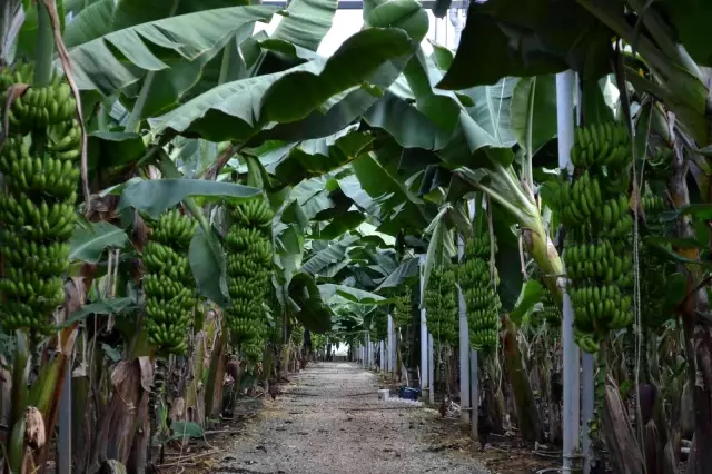 Kuaförlük kazancıyla yaptırdığı muz serasından yıllık 250 ton ürün bekliyor