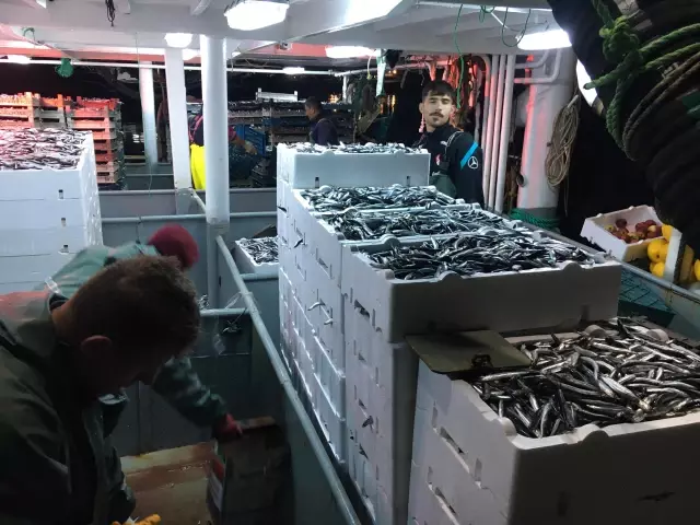 Balıkçılar limana 100 ton hamsiyle döndü