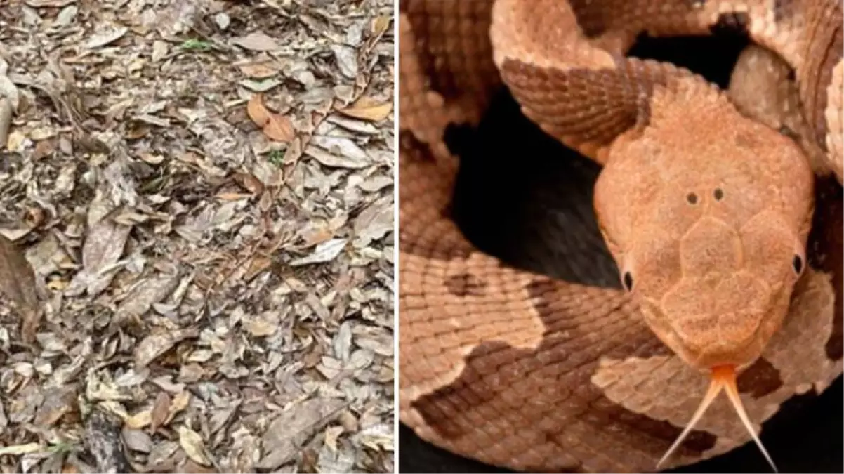 Dünyanın en ölümcül yılanı ormanda ortaya çıktı! Kendini öyle bir gizliyor ki kimseye görünmüyor