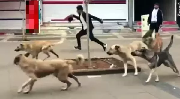KÖPEĞİ, KÖPEKLERİN SALDIRISINDAN ELİNDEKİ POŞETLE KURTARDI