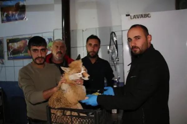 OTOMOBİL ÇARPMASI SONUCU YARALANAN TİLKİYİ YOLDAN GEÇEN 2 ARKADAŞ VETERİNERE GÖTÜRDÜ