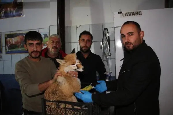 OTOMOBİL ÇARPMASI SONUCU YARALANAN TİLKİYİ YOLDAN GEÇEN 2 ARKADAŞ VETERİNERE GÖTÜRDÜ