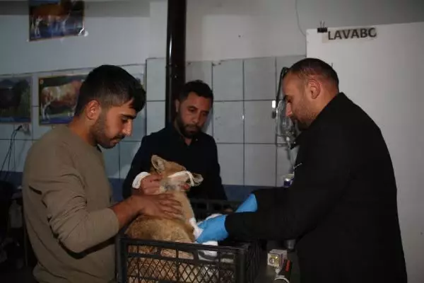 OTOMOBİL ÇARPMASI SONUCU YARALANAN TİLKİYİ YOLDAN GEÇEN 2 ARKADAŞ VETERİNERE GÖTÜRDÜ