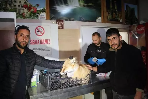 OTOMOBİL ÇARPMASI SONUCU YARALANAN TİLKİYİ YOLDAN GEÇEN 2 ARKADAŞ VETERİNERE GÖTÜRDÜ
