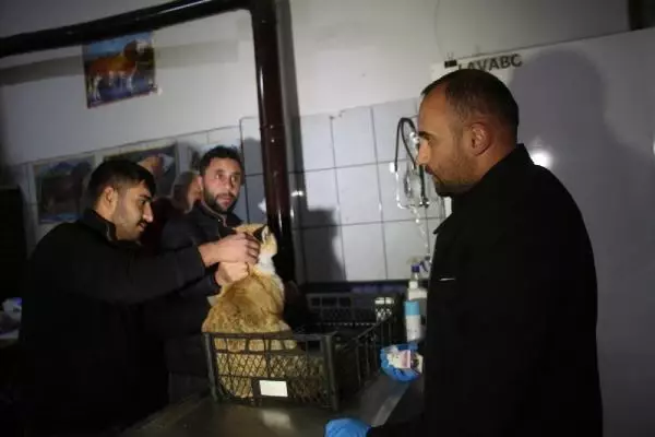 OTOMOBİL ÇARPMASI SONUCU YARALANAN TİLKİYİ YOLDAN GEÇEN 2 ARKADAŞ VETERİNERE GÖTÜRDÜ