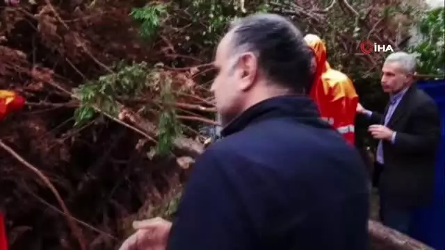 Şiddetli rüzgar ağaçları devirdi, park halindeki 2 araç hasar gördü