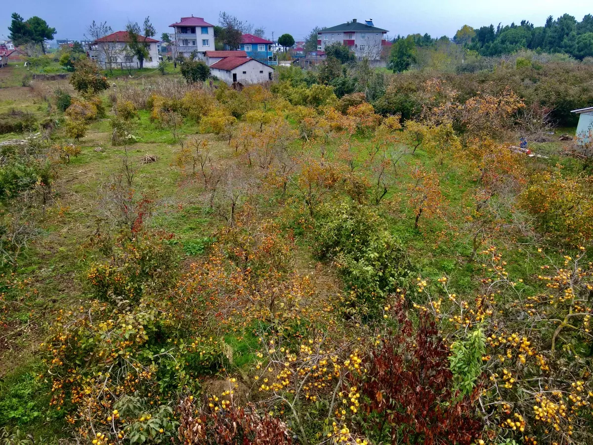 'Tescilli Kocaali hurma kurusu' genç çiftçilere yeni gelir kapısı oldu