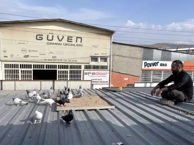 Motor ustası, iş yerinin ikinci katını güvercinlerine tahsis etti