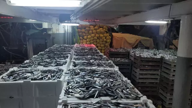 Karadeniz'de balık bolluğu yaşanıyor