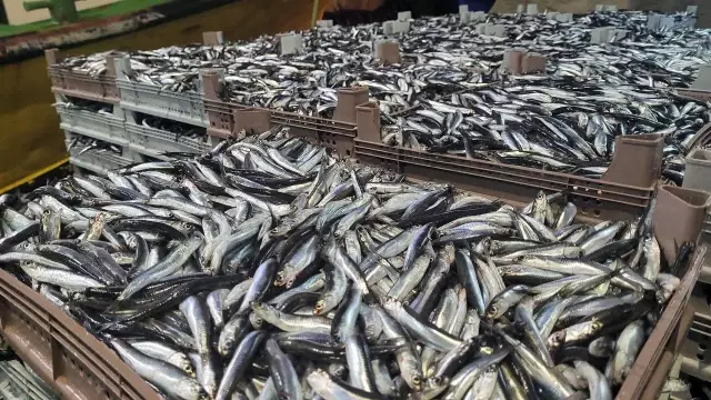 Karadeniz'de balık bolluğu yaşanıyor