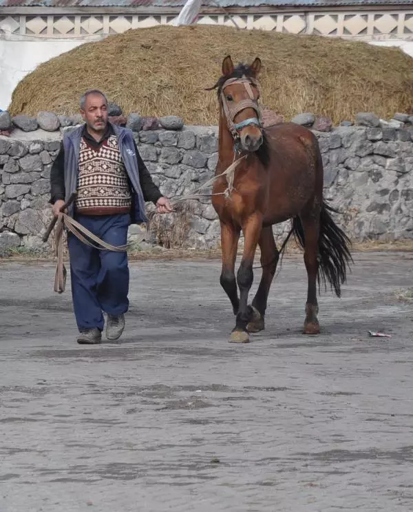 KARS'TA KÖPEK VE ATLARA MİKROÇİP TAKILIYOR