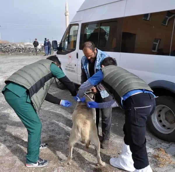 KARS'TA KÖPEK VE ATLARA MİKROÇİP TAKILIYOR