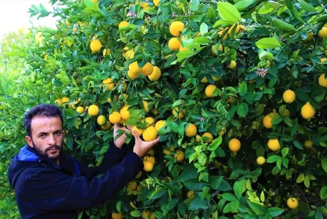 Kilosu 40 kuruşa düşen limon dalında sarardı! Üretici isyanda