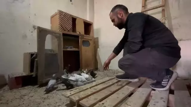 Motor ustası, iş yerinin ikinci katını güvercinlerine tahsis etti
