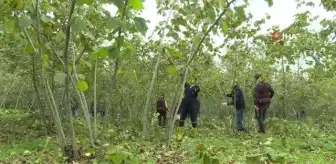 Ordu Valisi dip sürgünlerinin temizliği ve budama çalışmalarına katıldı