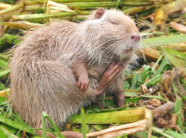Anavatanı Güney Amerika olan su maymunlarını Tunca Nehri'nde görenler gözlerine inanamadı Anavatanı Güney Amerika olan su maymunlarını Tunca Nehri'nde görenler gözlerine inanamadı