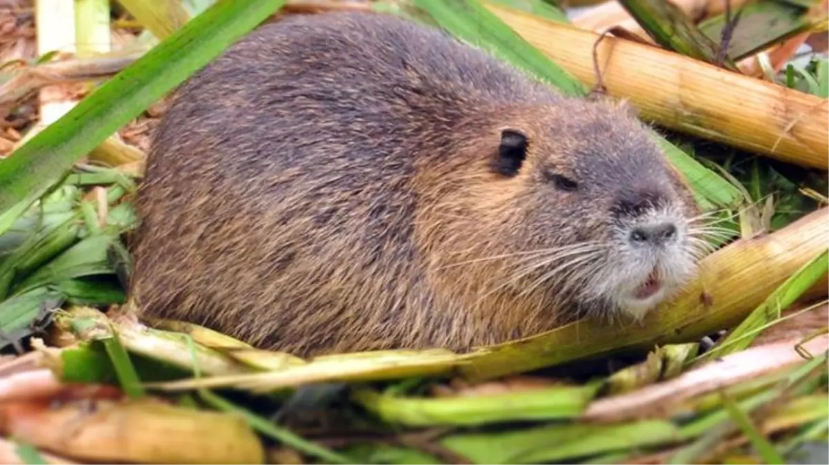 Ana vatanı Güney Amerika olan su maymunlarını Tunca Nehri'nde görenler gözlerine inanamadı