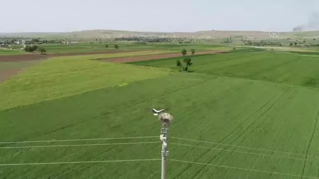 DİYARBAKIR/ELAZIĞ - Fırat ve Dicle havzasında göçmen kuşların kuraklık nedeniyle rota değiştirdiği belirlendi