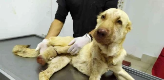 Gaziantep'te 6 aylık köpeğe yapılan işkence pes dedirtti