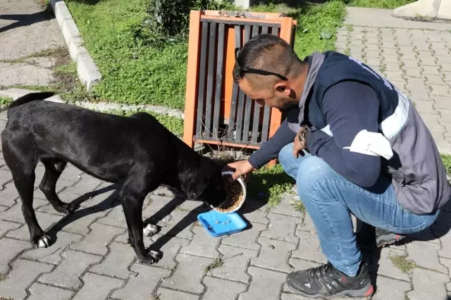 İlkadım'dan sokak hayvanlarına özel çalışma