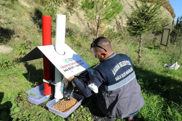 İlkadım'dan sokak hayvanlarına özel çalışma