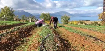 Isparta'da yetişen Safran çiçeğinin kilosu 75 bin liradan satılıyor