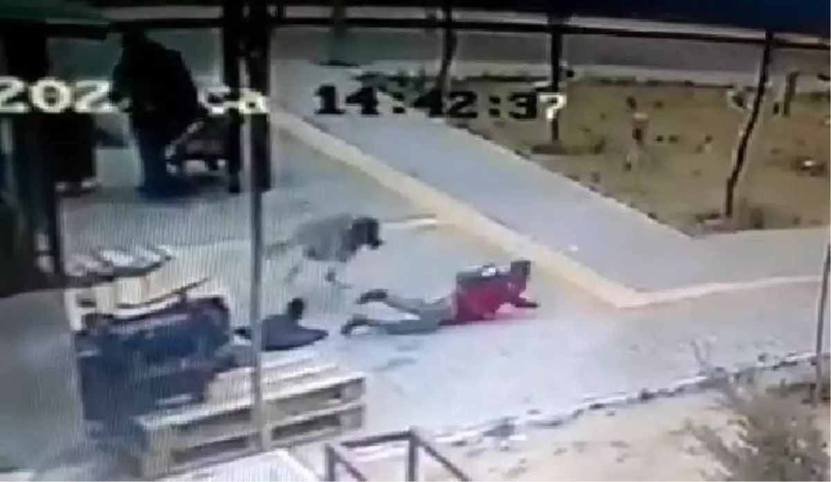 Köpekten kaçan çocuğun düşme anı kamerada