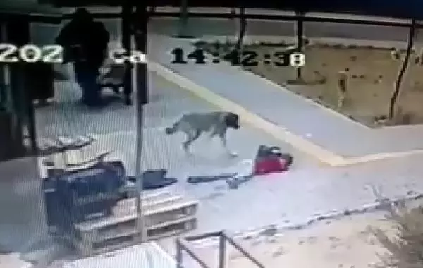Köpekten kaçan çocuğun düşme anı kamerada