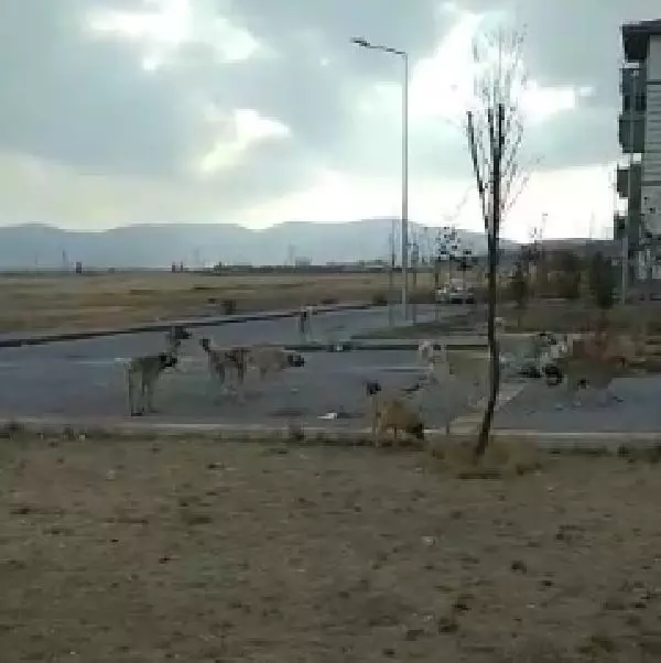 Köpekten kaçan çocuğun düşme anı kamerada