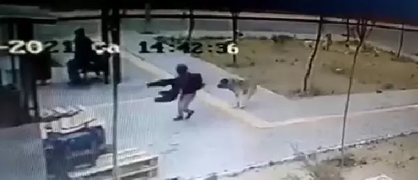 Köpekten kaçan çocuğun düşme anı kamerada