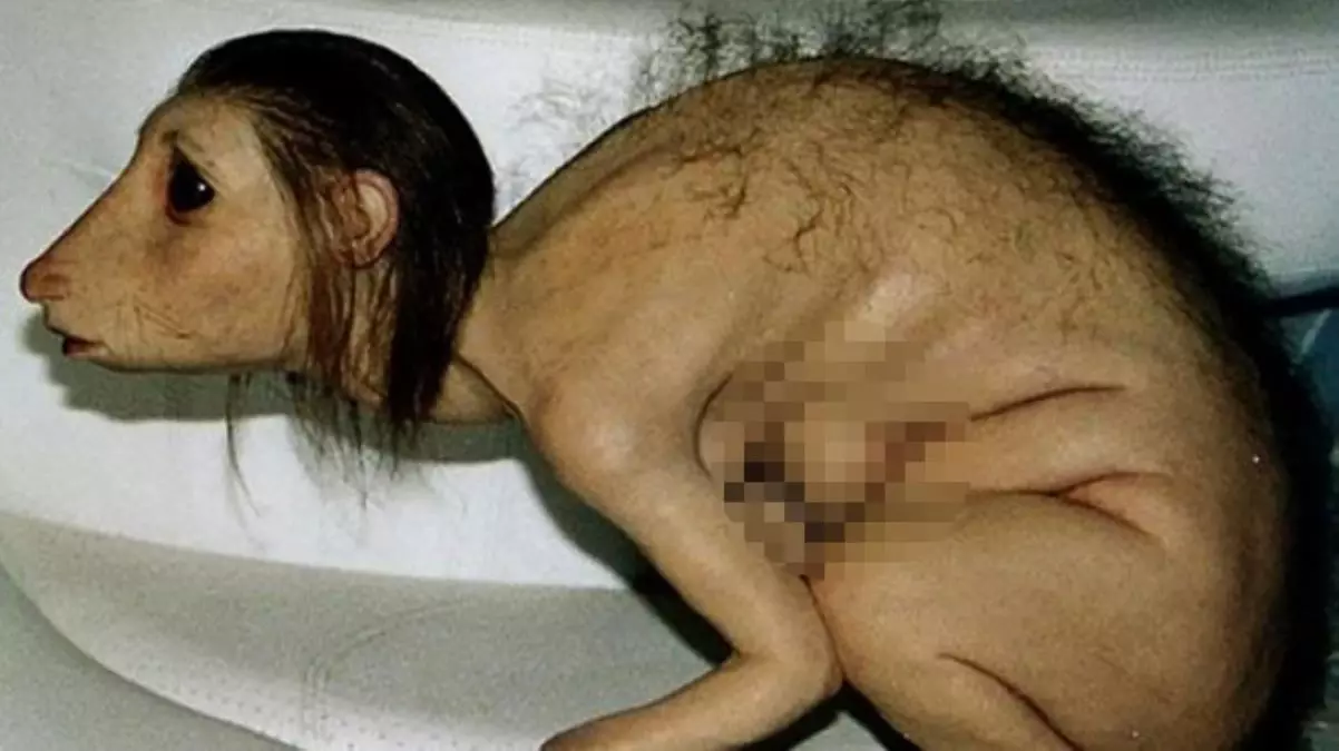 Kur'an-ı Kerim'i yırtan kız olayı nedir? Kur'an-ı Kerim'i yırtan kız maymuna mı dönüştü?