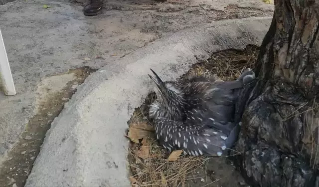 Mardin'de yaralı bulunan balaban kuşu tedavi altına alındı
