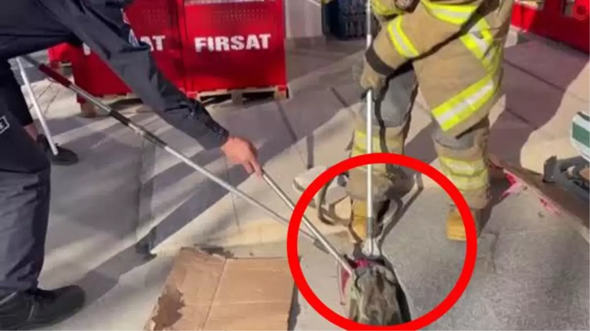 Markette zehirli yılan paniği! Alışveriş yapan vatandaşlar çığlık çığlığa kaçtı