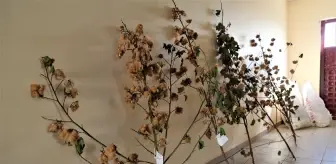 Harran Ovası: Şanlıurfa'da üretilen renkli pamuk, maliyeti azaltıp katma değeri artıracak Harran Ovası: Şanlıurfa'da üretilen renkli pamuk, maliyeti azaltıp katma değeri artıracak