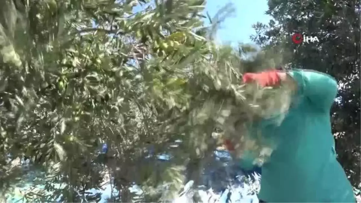 Antakya Ziraat Odası Başkanı Okay: 'Afrin'den gelen yağlar daha ucuz'