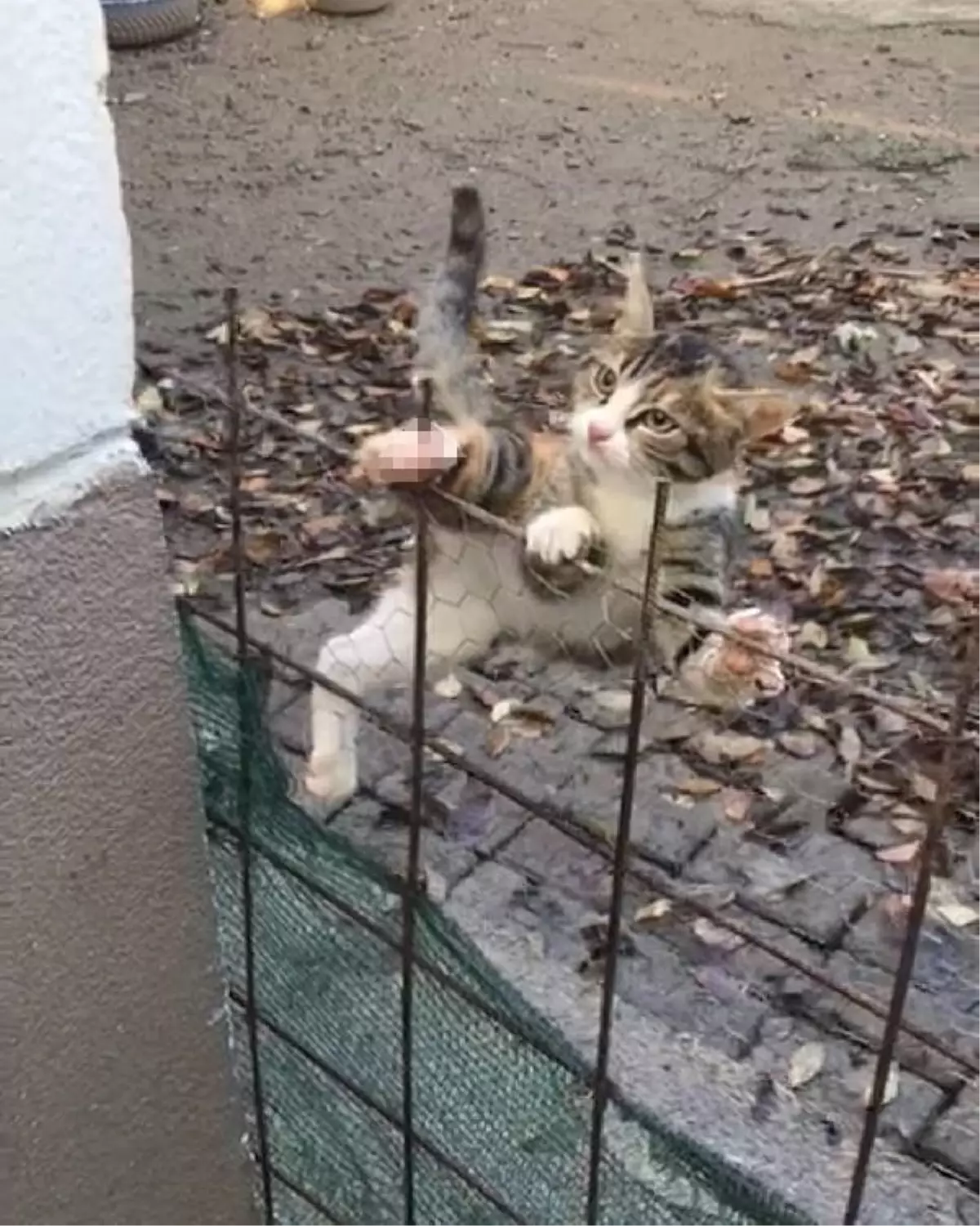 Ayağına demir çubuk saplanan yavru kediyi itfaiye kurtardı