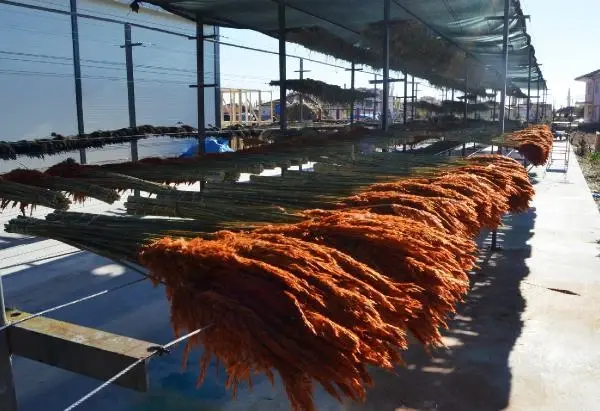 Ayşe öğretmenin 'pampas otu' projesi, köydeki 100 kadına iş imkanı sağladı