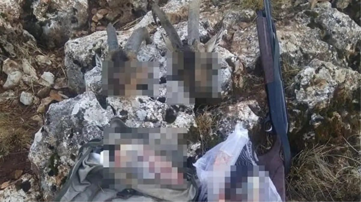 İki yaban keçisini kaçak avlayan avcıya 122 bin 224 lira ceza