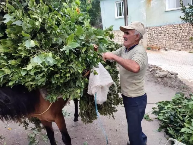 Defne yaprağı vatandaşların geçim kaynağı oldu! Kilosu 1.500 TL'den satılıyor