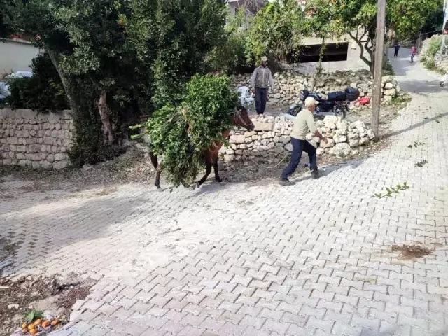 Defne yaprağı vatandaşların geçim kaynağı oldu! Kilosu 1.500 TL'den satılıyor Defne yaprağı vatandaşların geçim kaynağı oldu! Kilosu 1.500 TL'den satılıyor